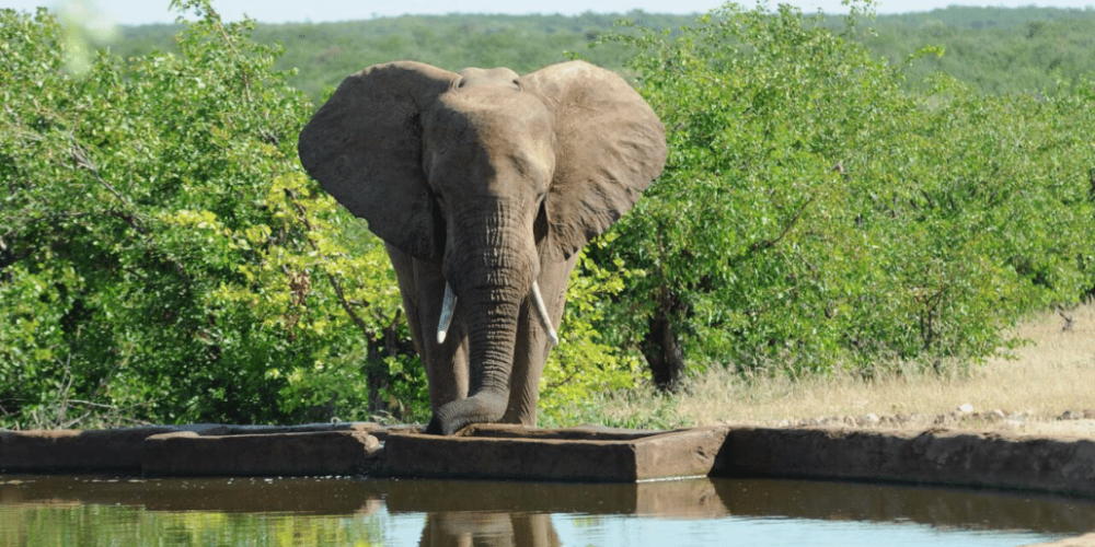 botswana-african-wildlife-conservation-for-mature-adults-11
