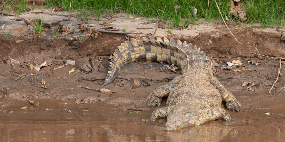 botswana-african-wildlife-conservation-for-mature-adults-12