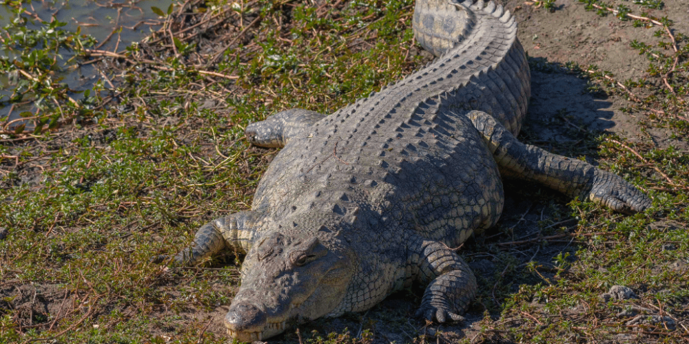 botswana-african-wildlife-conservation-for-mature-adults-14