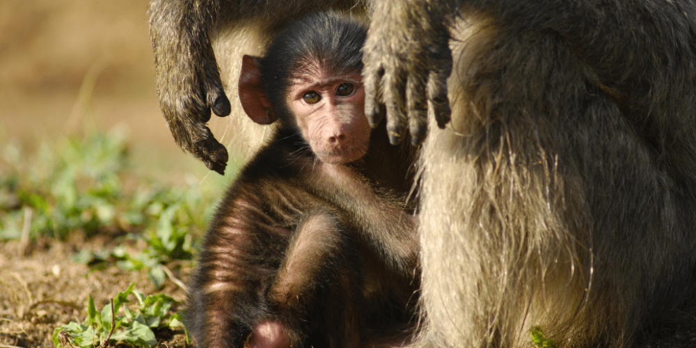 botswana-african-wildlife-conservation-for-mature-adults-15