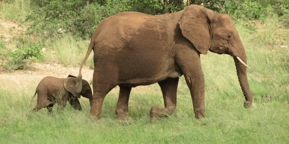 botswana-african-wildlife-conservation-for-mature-adults-3