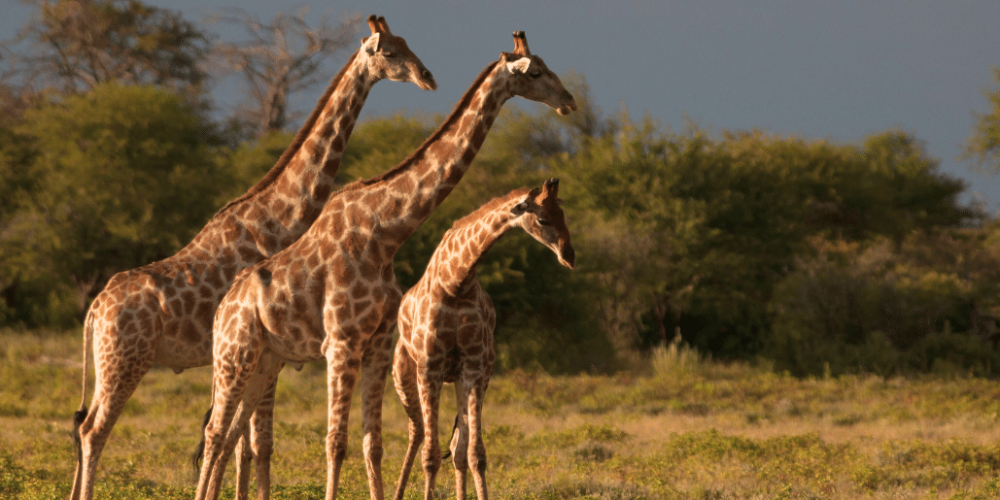 botswana-african-wildlife-conservation-for-mature-adults-4