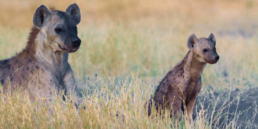 botswana-african-wildlife-conservation-for-mature-adults-6