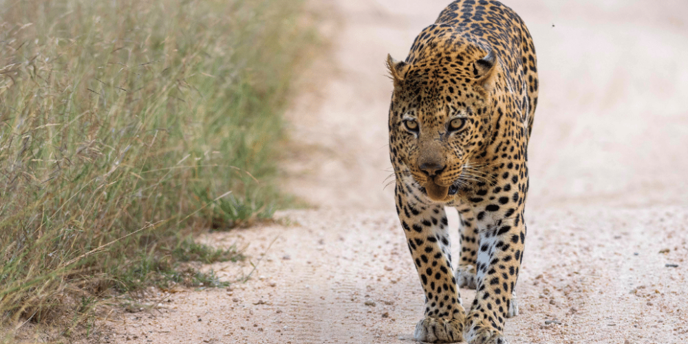 botswana-african-wildlife-conservation-for-mature-adults-7