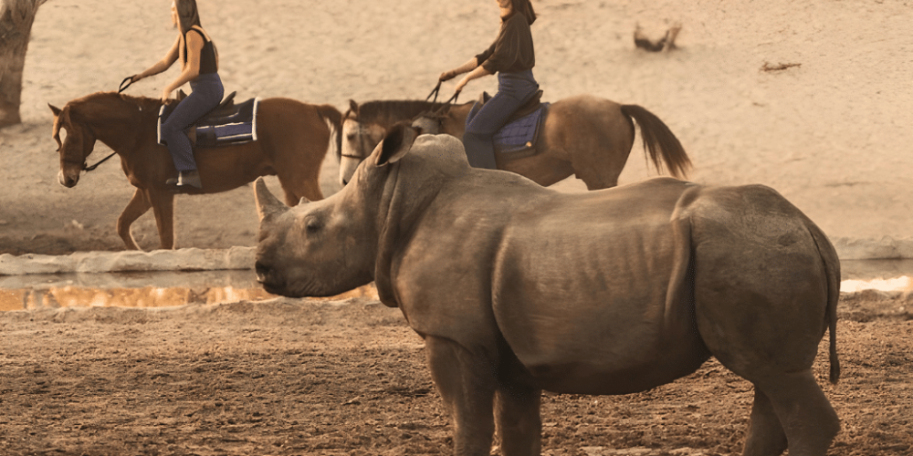 botswana-kalahari-rhino-wildlife-conservation-15