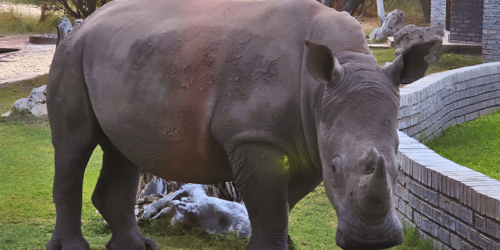 botswana-kalahari-rhino-wildlife-conservation-34