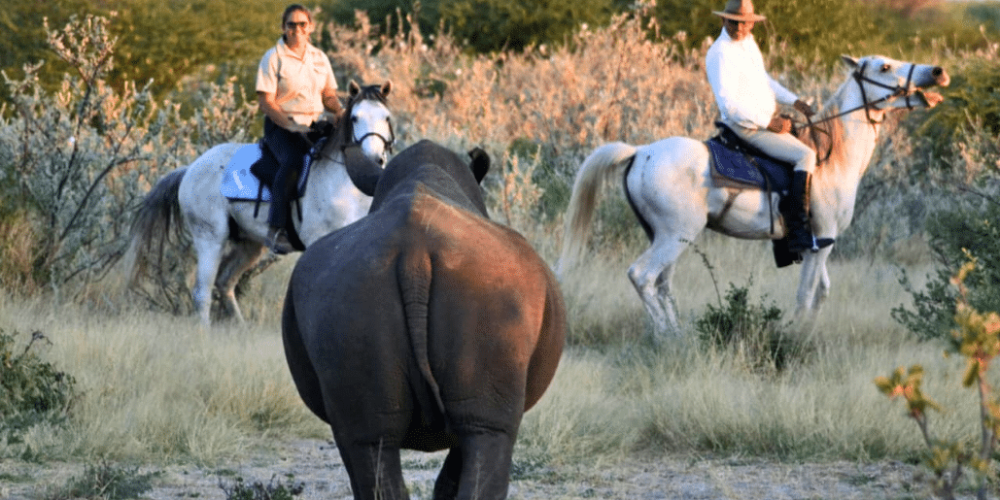 botswana-kalahari-rhino-wildlife-conservation-36