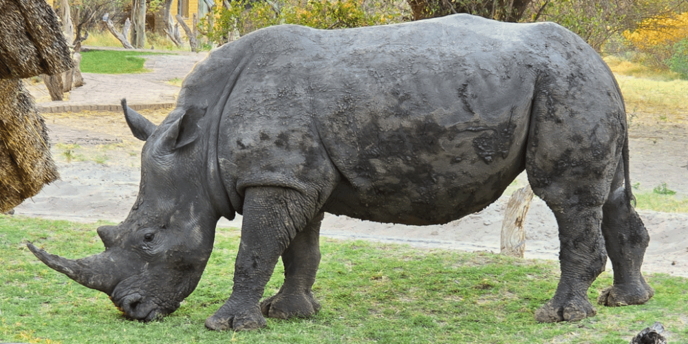 botswana-kalahari-rhino-wildlife-conservation-41