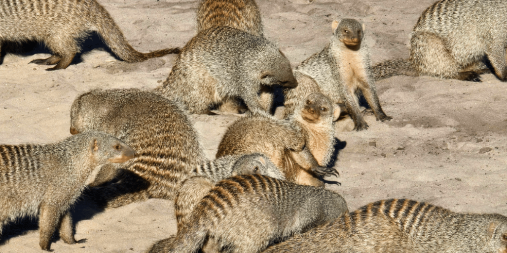 botswana-kalahari-rhino-wildlife-conservation-44