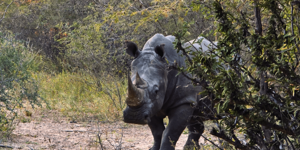 botswana-kalahari-rhino-wildlife-conservation-45