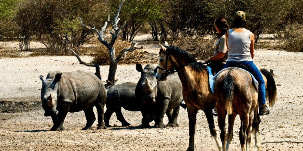 botswana-kalahari-rhino-wildlife-conservation-58