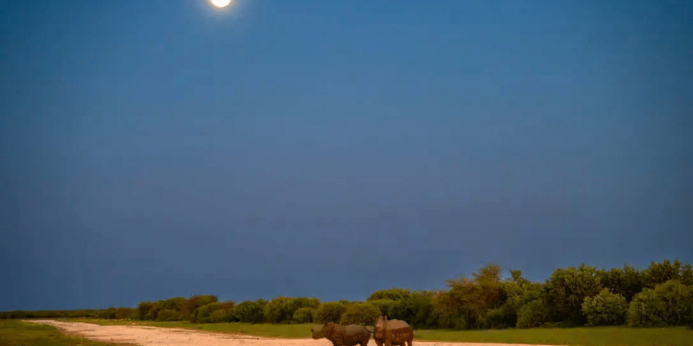 botswana-kalahari-rhino-wildlife-conservation-6
