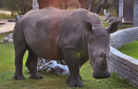 botswana-kalahari-rhino-wildlife-conservation-main-6