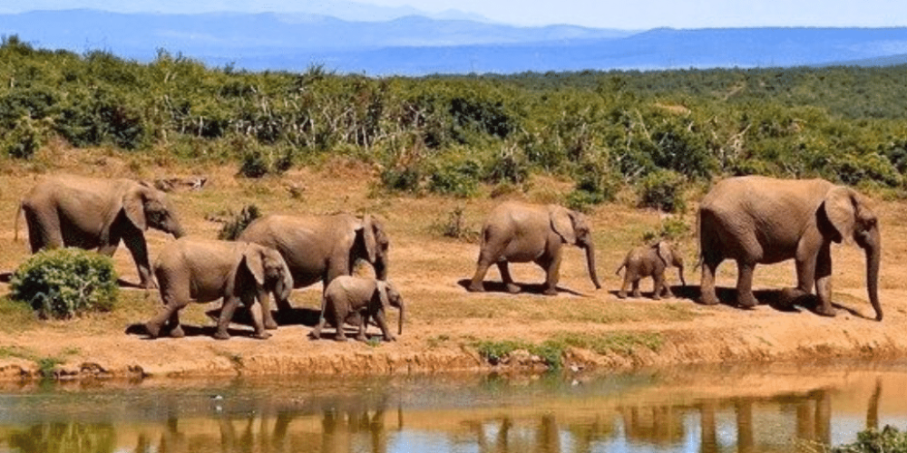 cape-town-community-wildlife-conservation-teenagers-29
