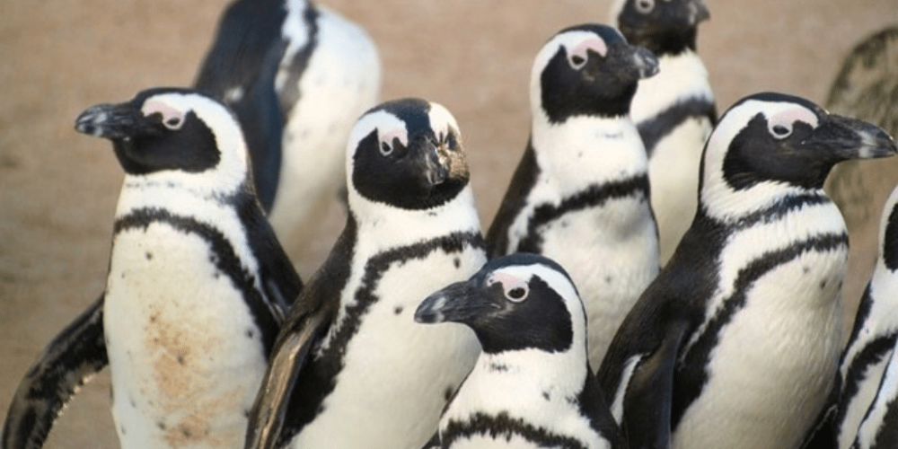 cape-town-community-wildlife-conservation-teenagers-31