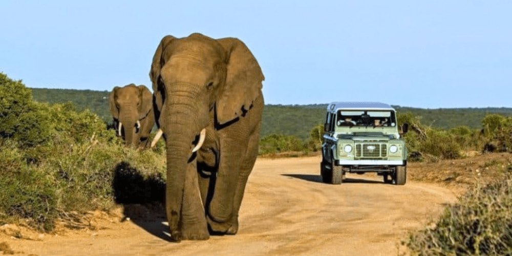 cape-town-community-wildlife-conservation-teenagers-35