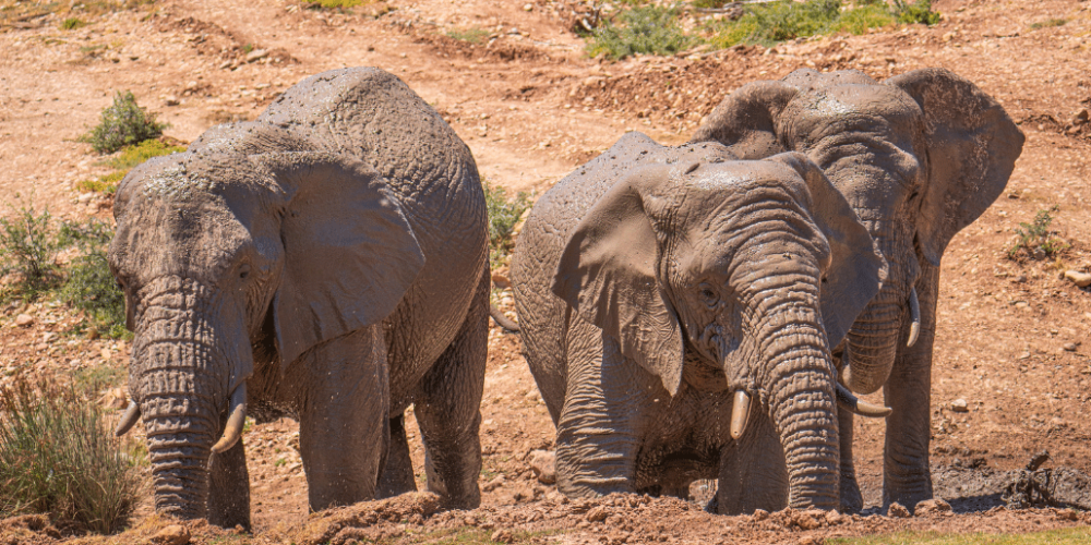 cape-town-community-wildlife-conservation-teenagers-6