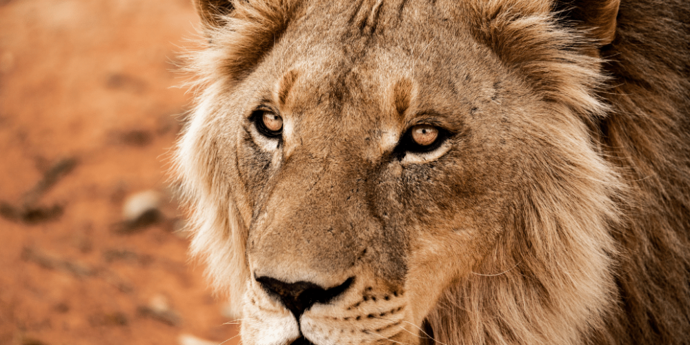 cape-town-community-wildlife-conservation-teenagers-7