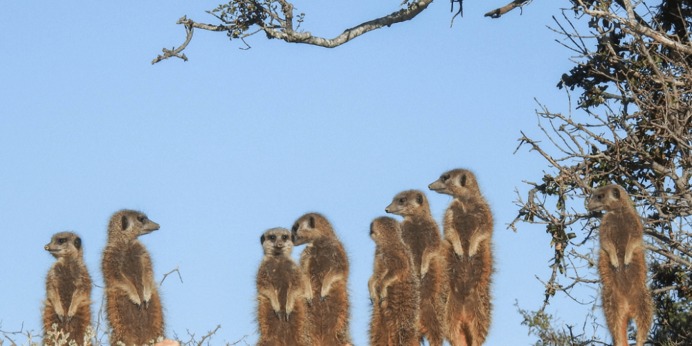 cape-town-community-wildlife-conservation-teenagers-8