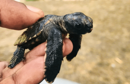 cape-verde-sea-turtle-conservation-main-2