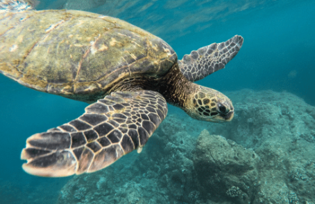 cape-verde-sea-turtle-conservation-main-7