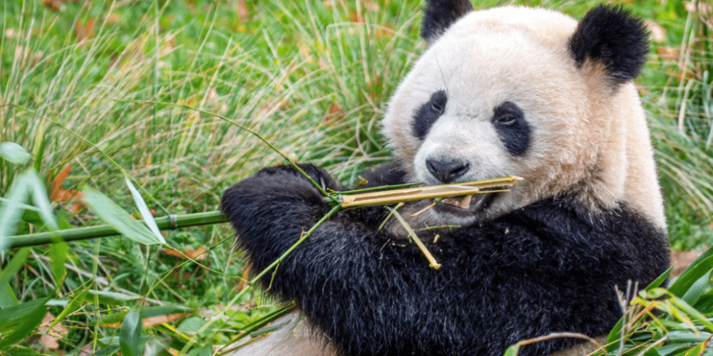 china-giant-panda-volunteer-cultural-tour-23