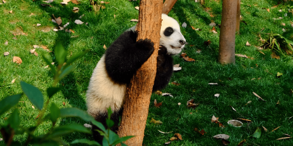 china-giant-panda-volunteer-cultural-tour-24