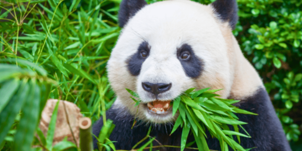 china-giant-panda-volunteer-cultural-tour-27