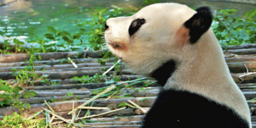china-giant-panda-volunteer-cultural-tour-37
