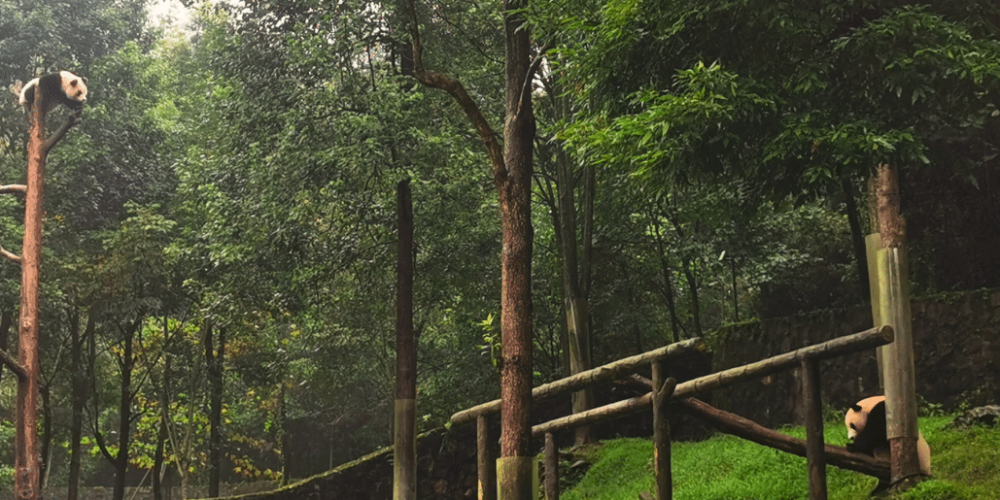 china-giant-panda-volunteer-cultural-tour-38