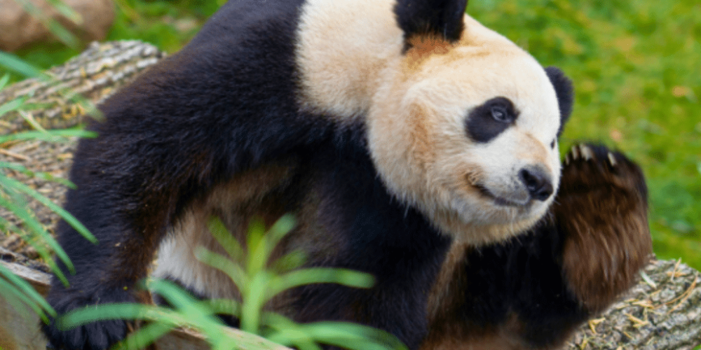 china-giant-panda-volunteer-cultural-tour-39