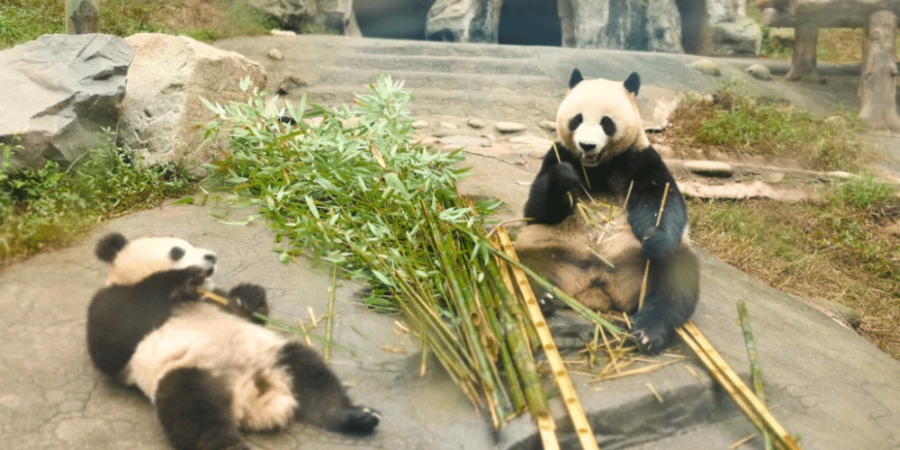 china-giant-panda-volunteer-cultural-tour-40