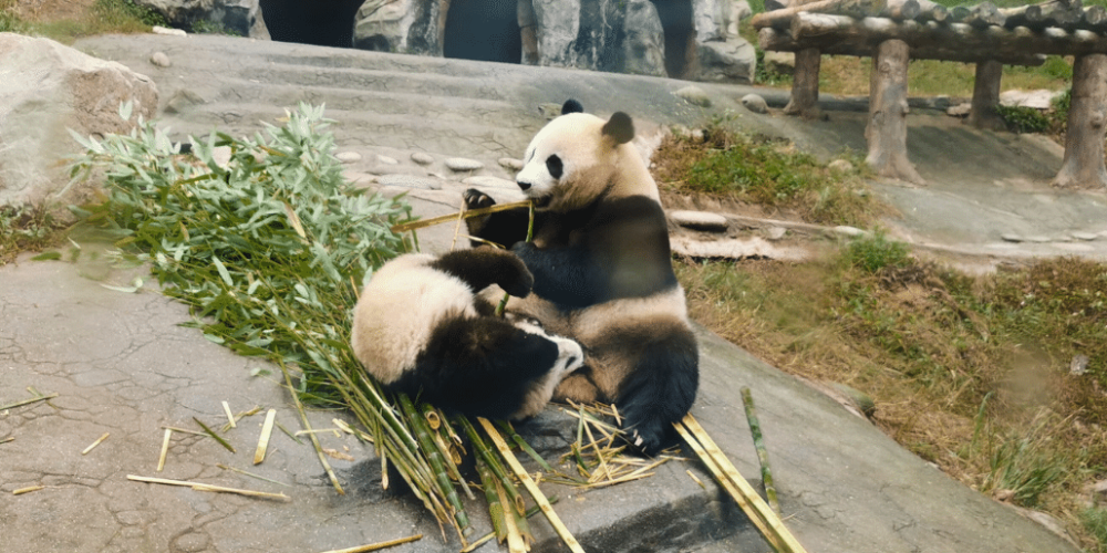 china-giant-panda-volunteer-cultural-tour-41