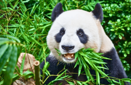 china-giant-panda-volunteer-cultural-tour-main-1