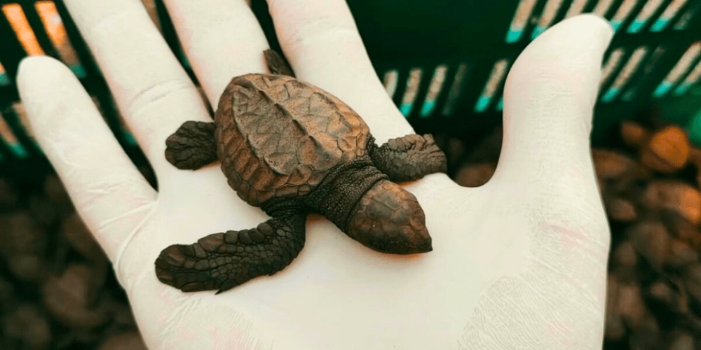 costa-rica-family-friendly-sea-turtle-&-nature-conservation-13