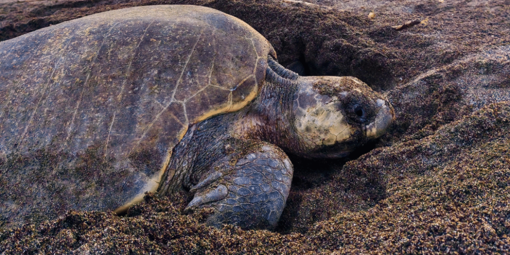 costa-rica-family-friendly-sea-turtle-&-nature-conservation-14