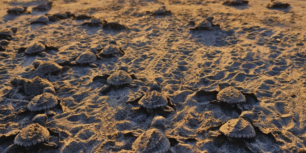 costa-rica-family-friendly-sea-turtle-&-nature-conservation-28