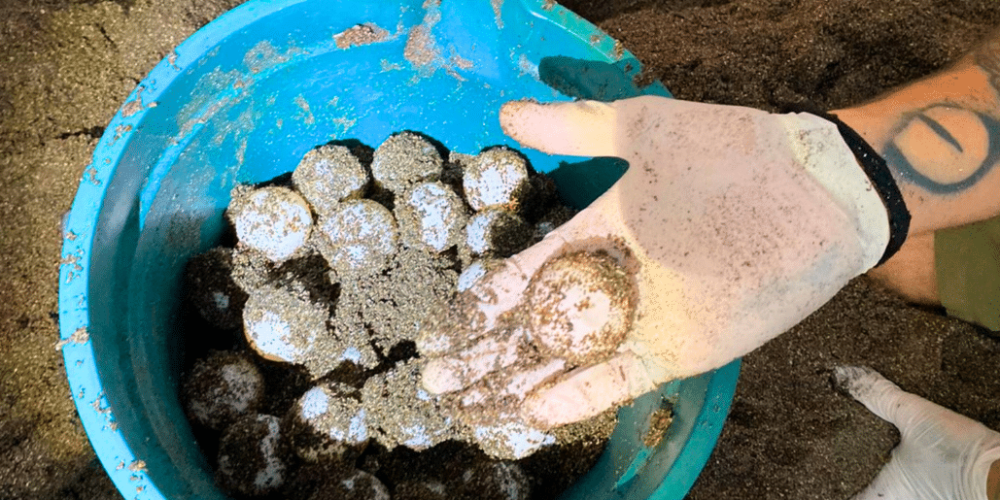 costa-rica-family-friendly-sea-turtle-&-nature-conservation-29