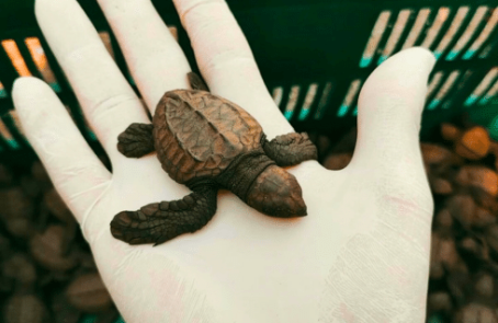 costa-rica-family-friendly-sea-turtle-&-nature-conservation-main-5