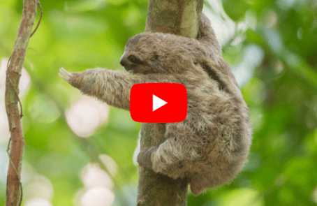costa-rica-family-friendly-wildlife-volunteering-on-the-pacific-coast-main-video