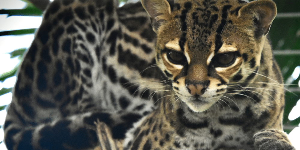 costa-rica-ff-sloth-and wildlife-rescue-center-11
