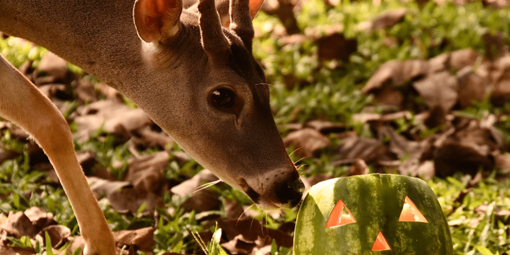 costa-rica-ff-sloth-and wildlife-rescue-center-12
