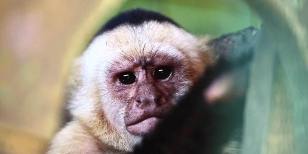 costa-rica-ff-sloth-and wildlife-rescue-center-14