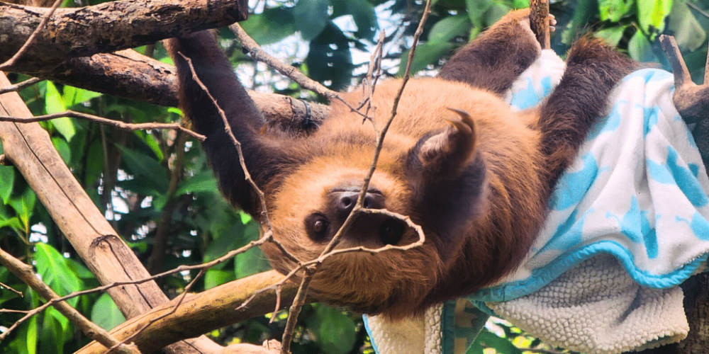 costa-rica-ff-sloth-and wildlife-rescue-center-15