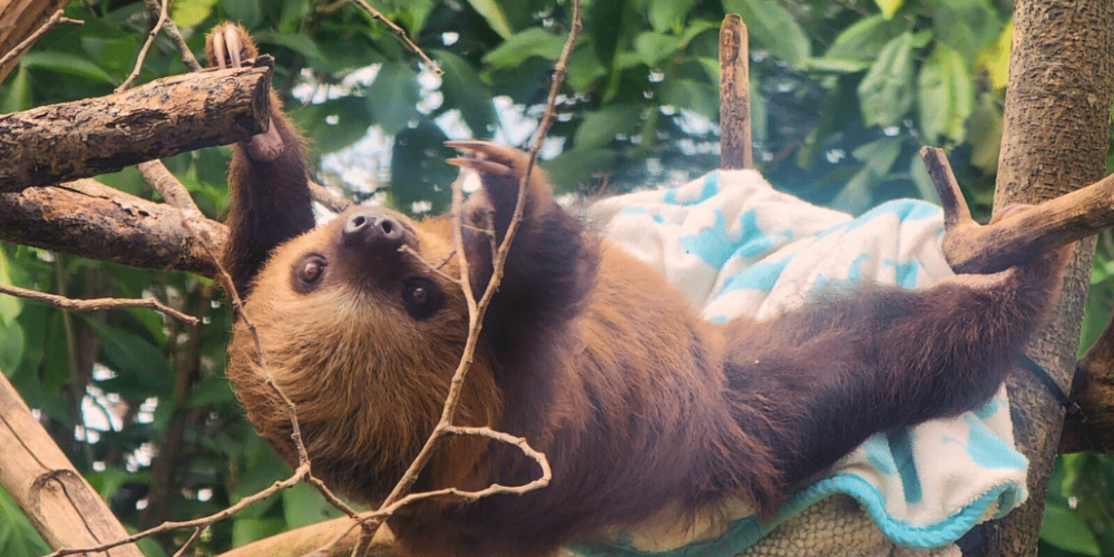 costa-rica-ff-sloth-and wildlife-rescue-center-16