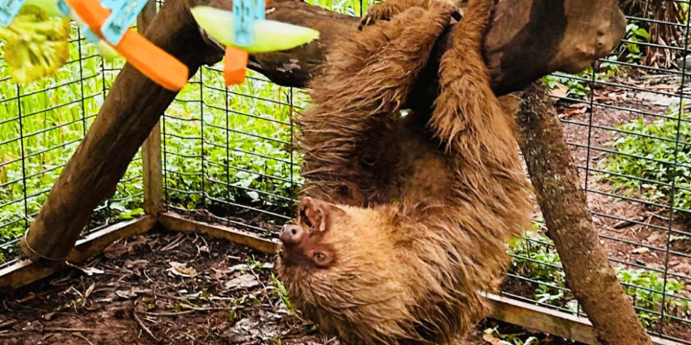 costa-rica-ff-sloth-and wildlife-rescue-center-17
