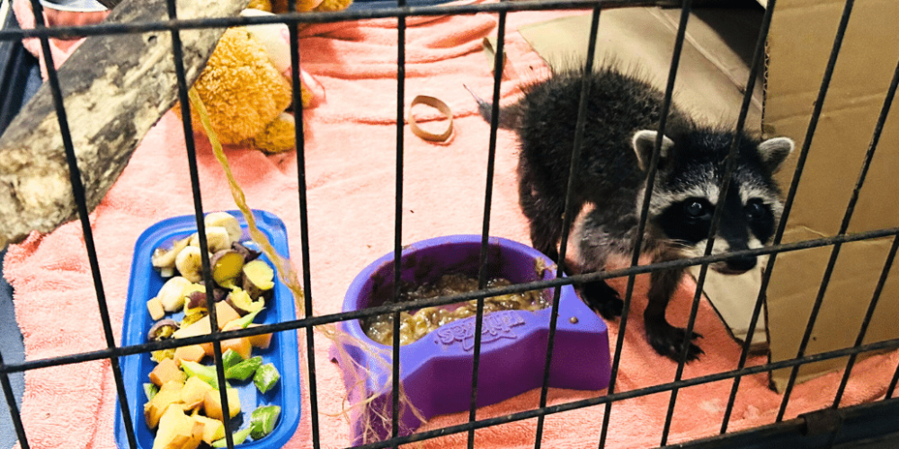 costa-rica-ff-sloth-and wildlife-rescue-center-19