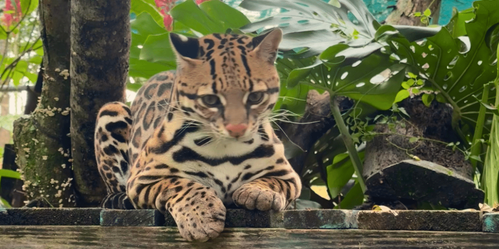 costa-rica-ff-sloth-and wildlife-rescue-center-20