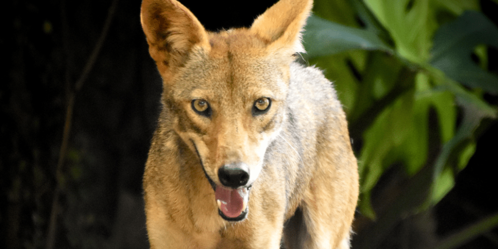 costa-rica-ff-sloth-and wildlife-rescue-center-21