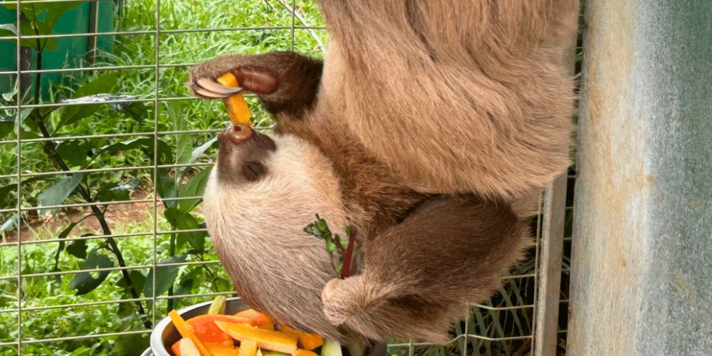 costa-rica-ff-sloth-and wildlife-rescue-center-22
